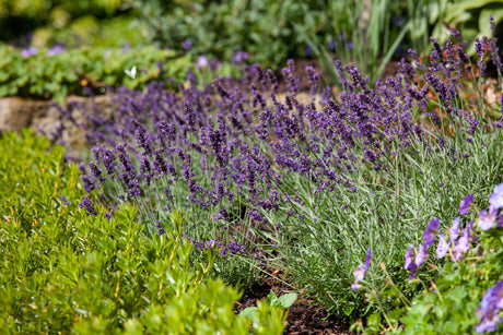 Lavandula angustifolia 'Rosea' als Pflanze im Beet ;;ab 3,70 Euro