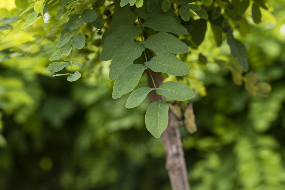 Robinia pseudoac. 'Umbraculifera' Rinde ; Einsatz: Bienenweide ; Pluspunkt: winterhart;;mit zeitnaher Lieferung