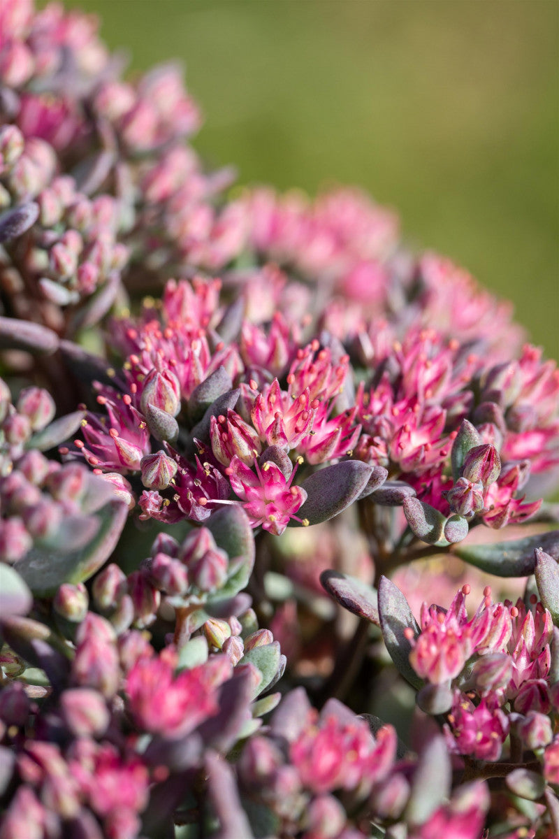 Sedum cauticola 'Robustum' mit Blüte ;;ab 3,85 Euro