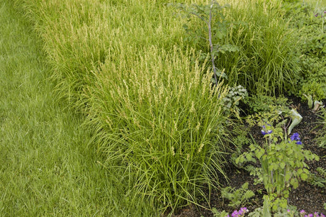 Carex muskingumensis als Pflanze im Beet ;;ab 3,40 Euro