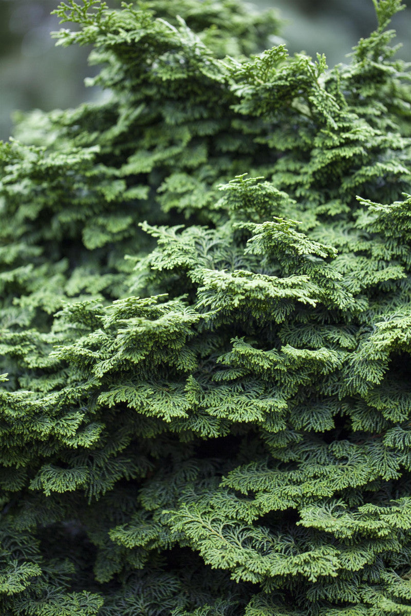 Chamaecyparis obtusa 'Kosteri' (Fächerblatt-Zypresse 'Kosteri')