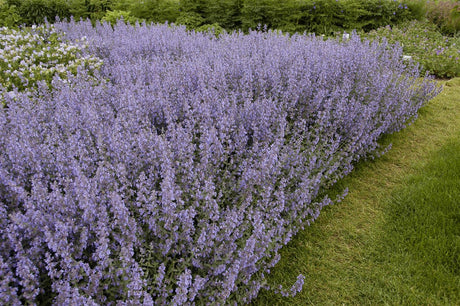 Salvia nemorosa 'Tänzerin' als Pflanze im Beet ;;ab 4,15 Euro