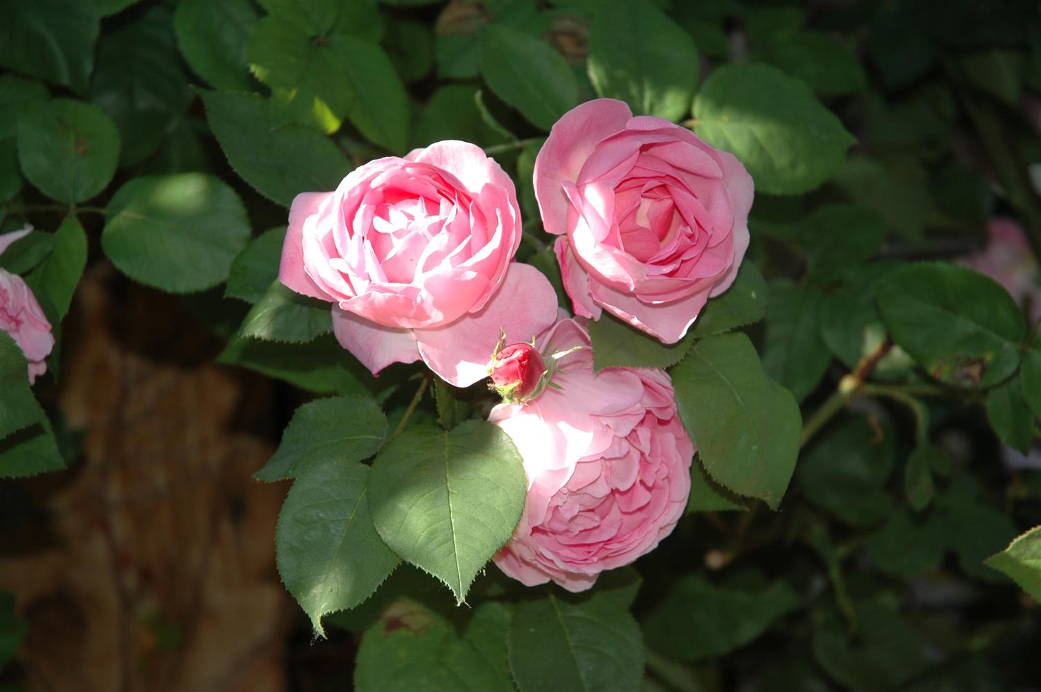 Rosa 'Constance Spry' STR (Engl. Strauchrose 'Constance Spry')