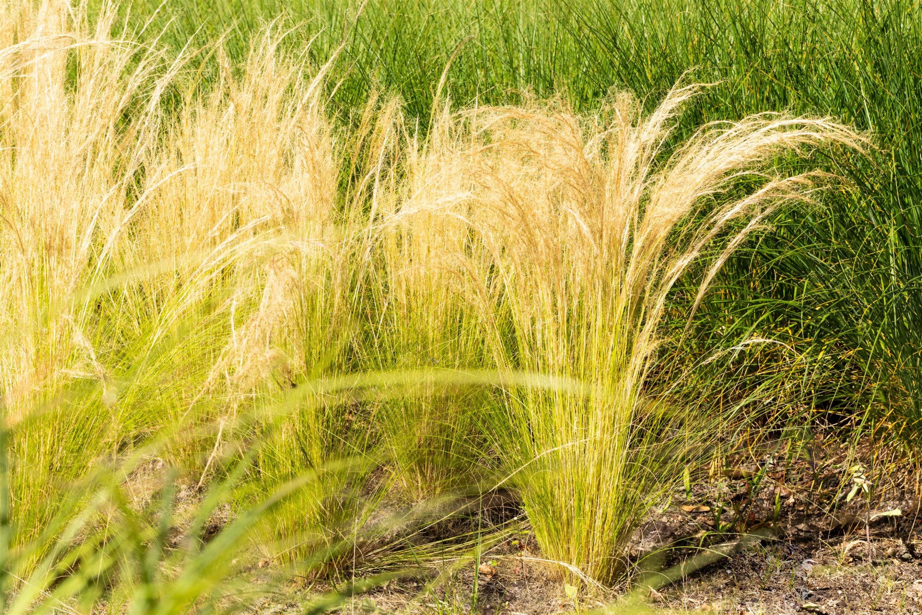 Stipa tenuissima 'Ponytails' (Zartes Garten-Federgras)