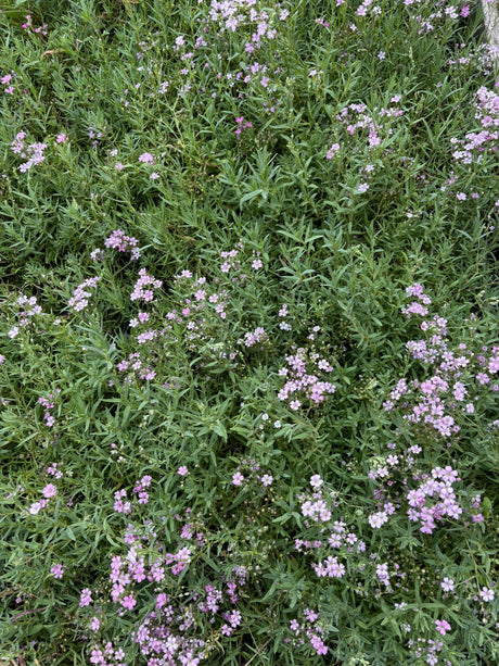 Saponaria ocymoides ;;ab 3,75 Euro