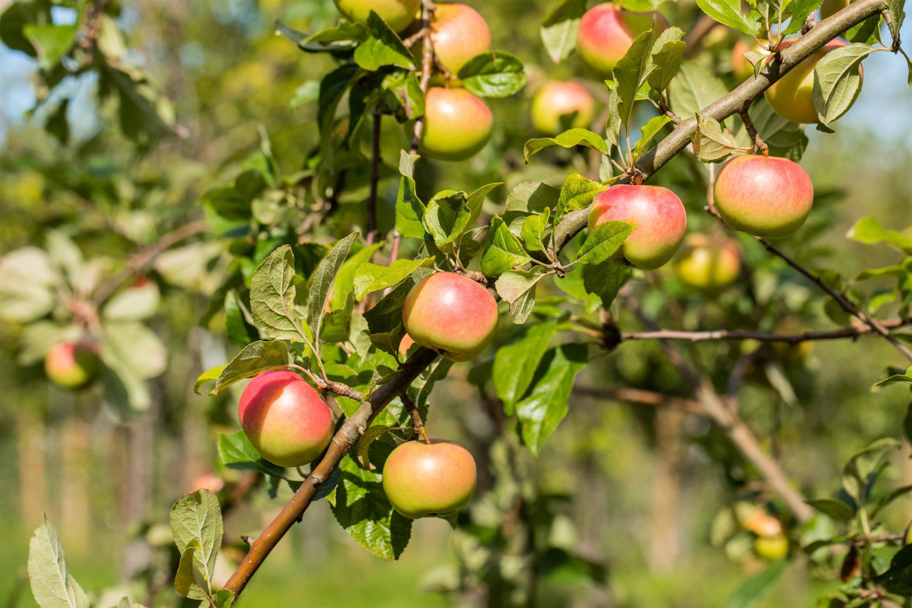 Malus 'Jakob Fischer' (Apfel 'Jakob Fischer' mittel)