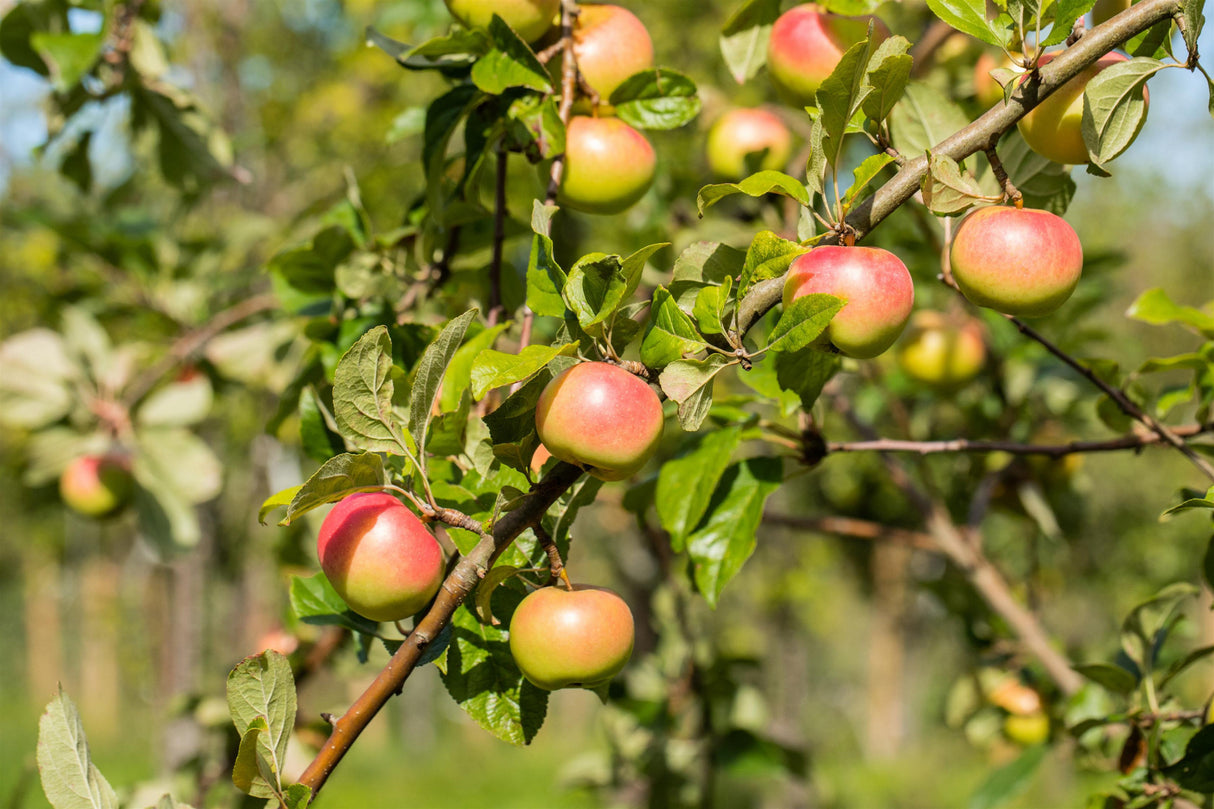 Malus 'Jakob Fischer' mit Früchten, erhältlich von 150-200 bis 450-650 cm ;;ab 34,60 Euro