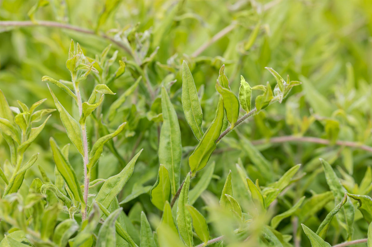 Purpurblauer Steinsame als Pflanze im Beet ; Einsatz: Bienenweide ; Pluspunkt: trockenheitsverträglichkeit;;hier kaufen