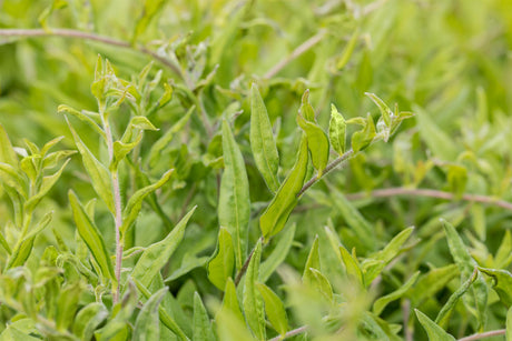 Purpurblauer Steinsame als Pflanze im Beet ; Einsatz: Bienenweide ; Pluspunkt: trockenheitsverträglichkeit;;hier kaufen