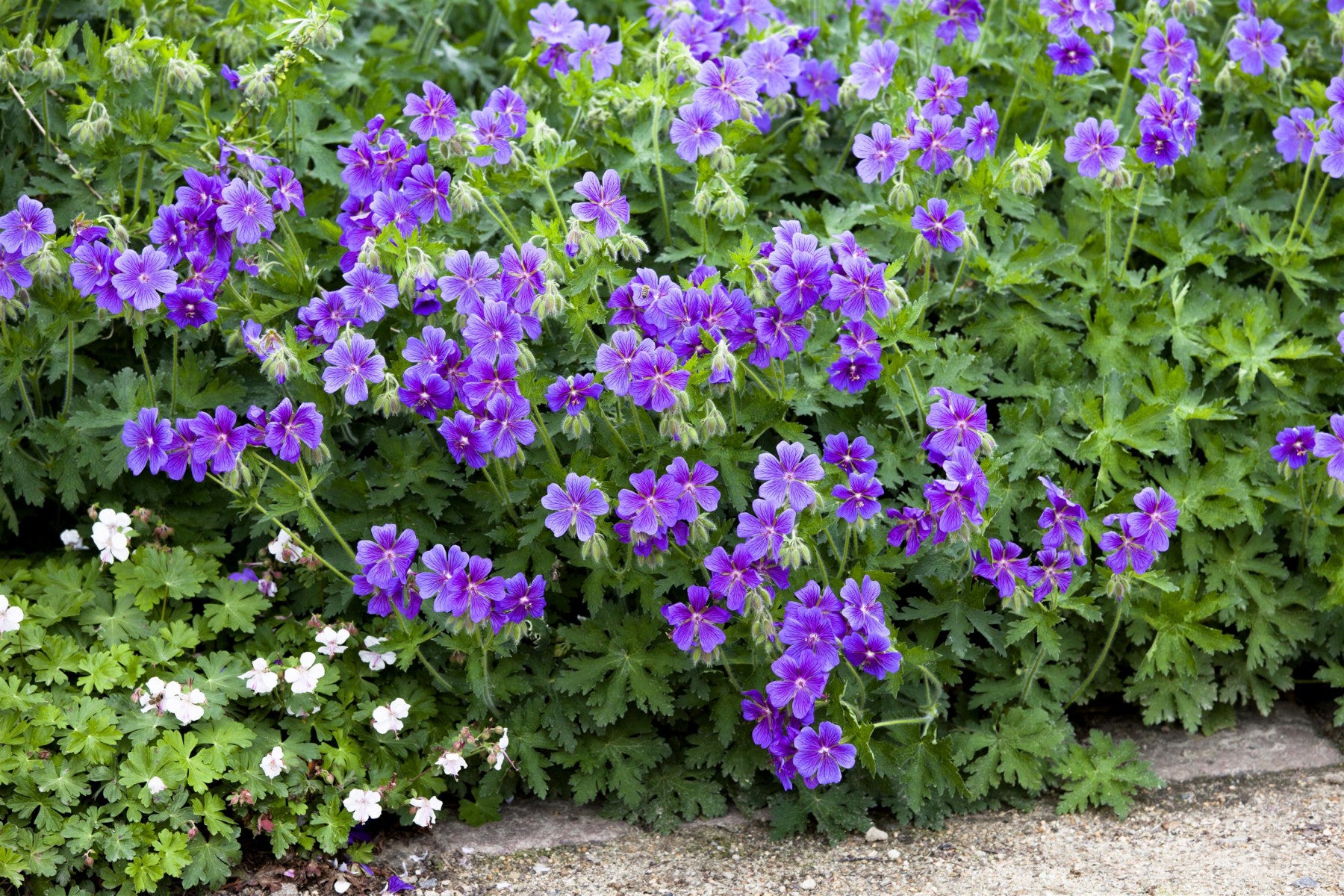 Geranium clarkei 'Kashmir Blue' (Clarkes-Storchschnabel)