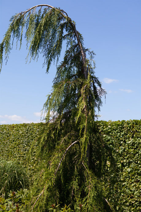 Chamaecyparis nootk. 'Pendula' , erhältlich von 30-40 bis 175-200 cm ;;ab 28,10 Euro