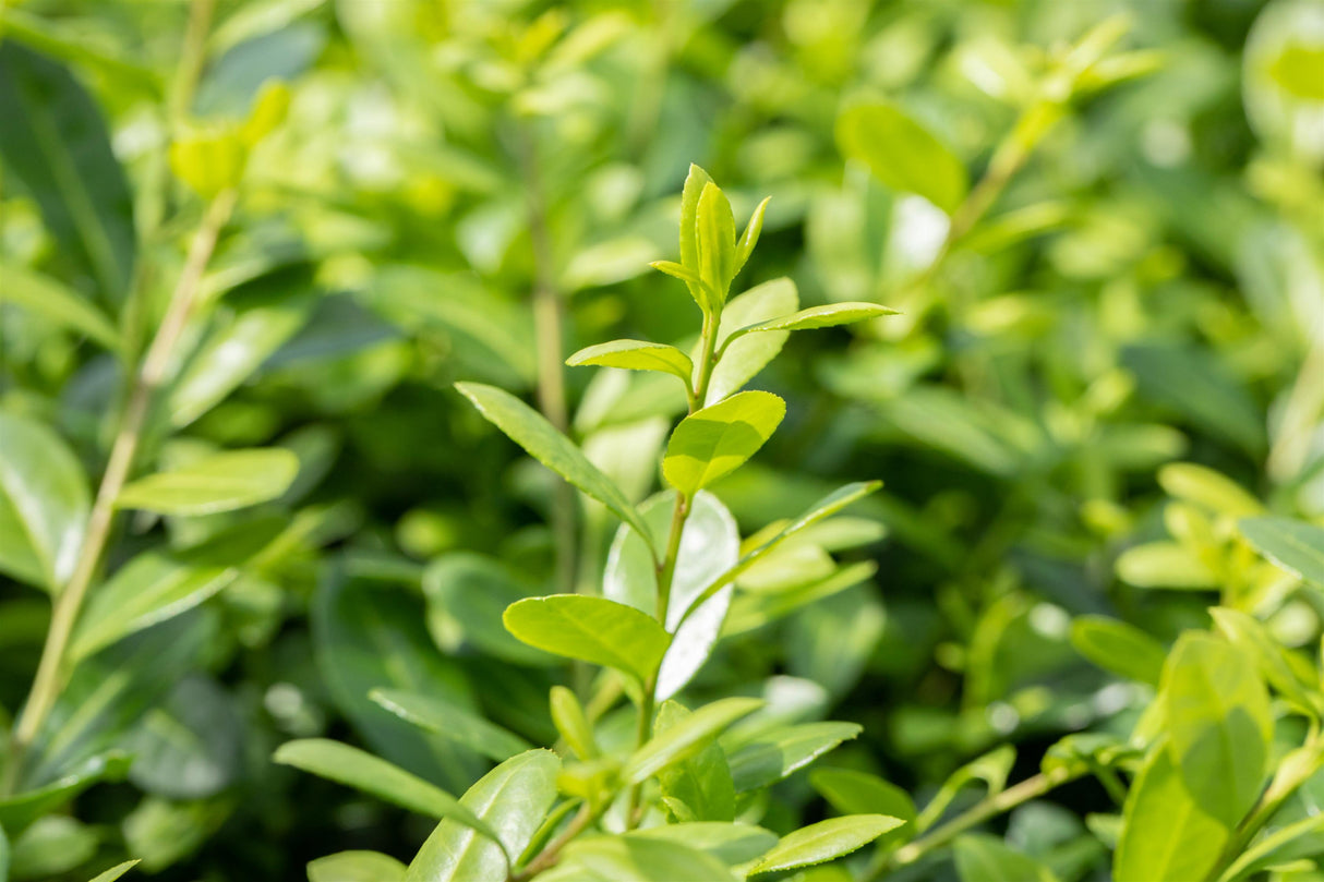 Ilex crenata 'Hetzii' mit Belaubung, erhältlich von 40-50 bis 60-80 cm ;;ab 18,90 Euro