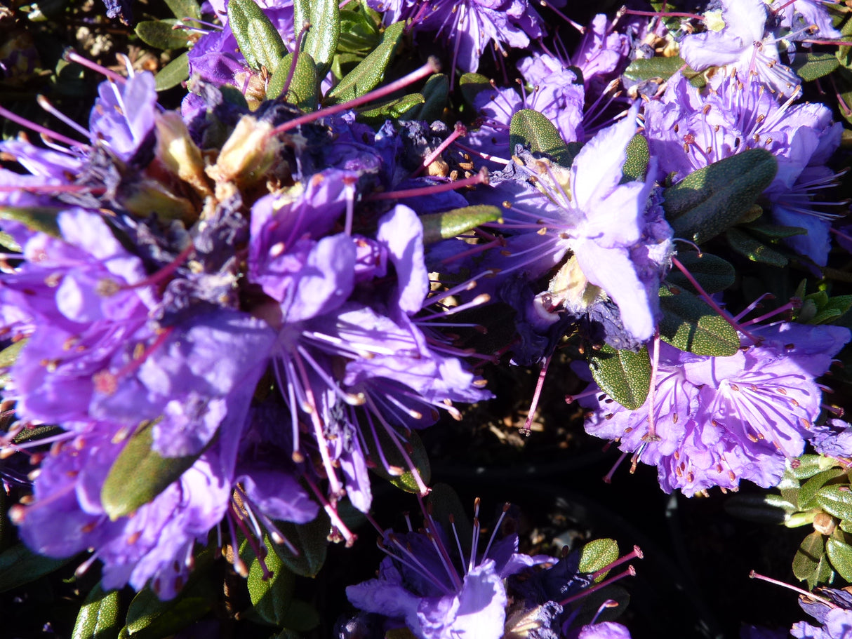 Rhododendron impeditum 'Azurika' mit Blüte ; Einsatz: Steingarten ; Pluspunkt: langsamwüchsig;;