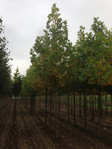 Liriodendron tulipifera als Pflanze im Beet, erhältlich von 60-80 bis 450-650 cm ;;ab 22,20 Euro