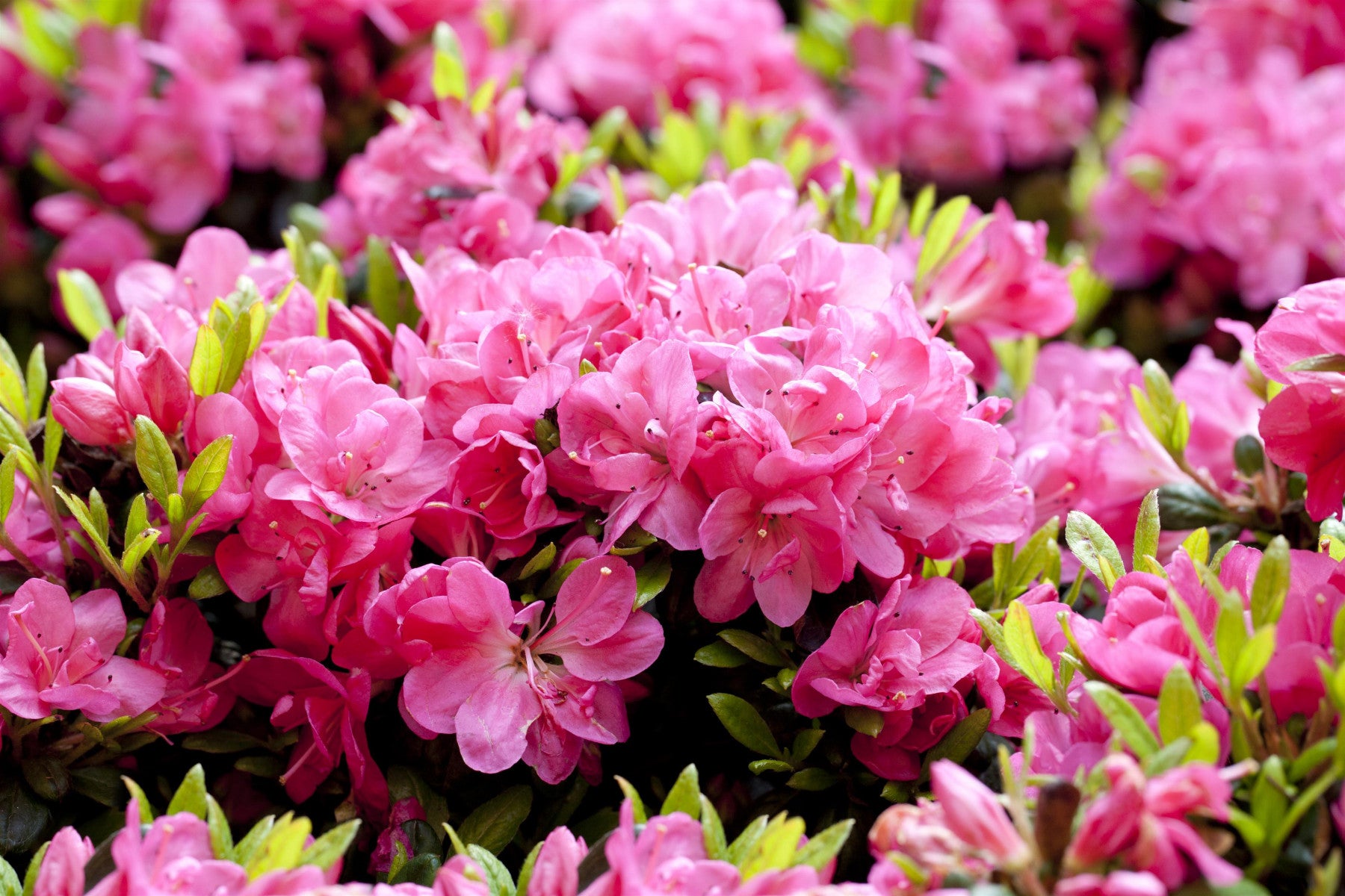 Rhododendron obt. 'Canzonetta' (Japanische Azalee 'Canzonetta')