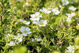 Potentilla 'Abbotswood' ;;