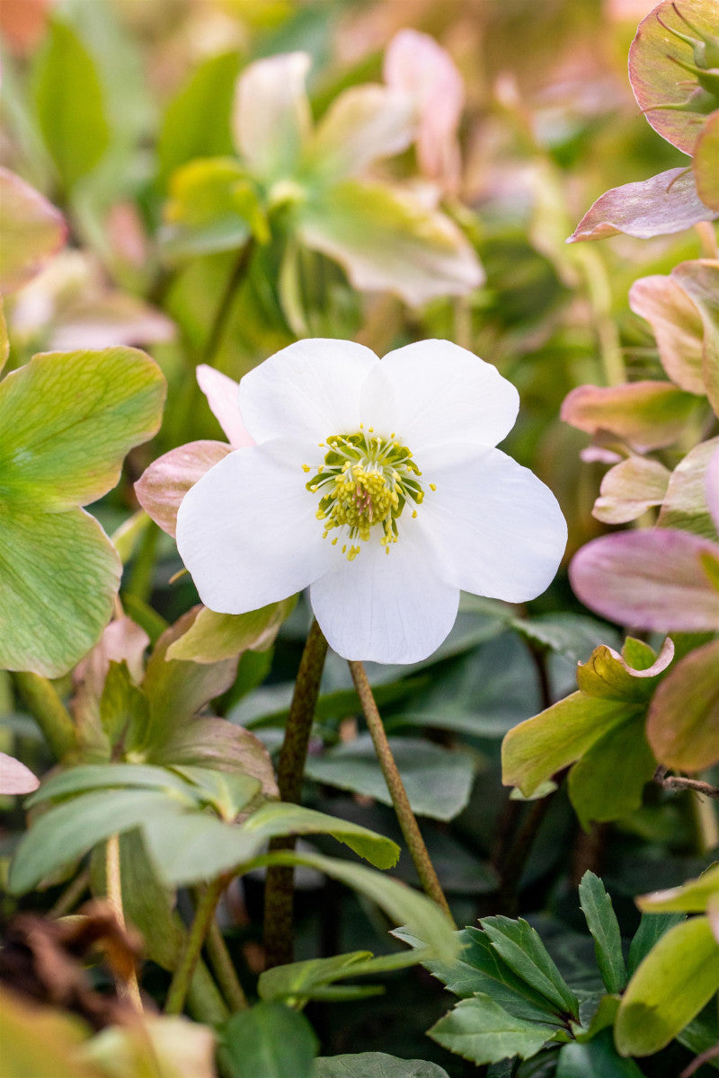 Helleborus niger 'Praecox' ;;ab 7,15 Euro