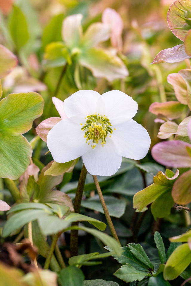 Helleborus niger 'Praecox' ;;ab 7,15 Euro