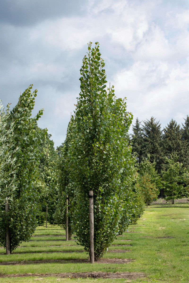 Populus tremula 'Erecta' , erhältlich von 270-330 bis 450-650 cm ;;ab 221,00 Euro