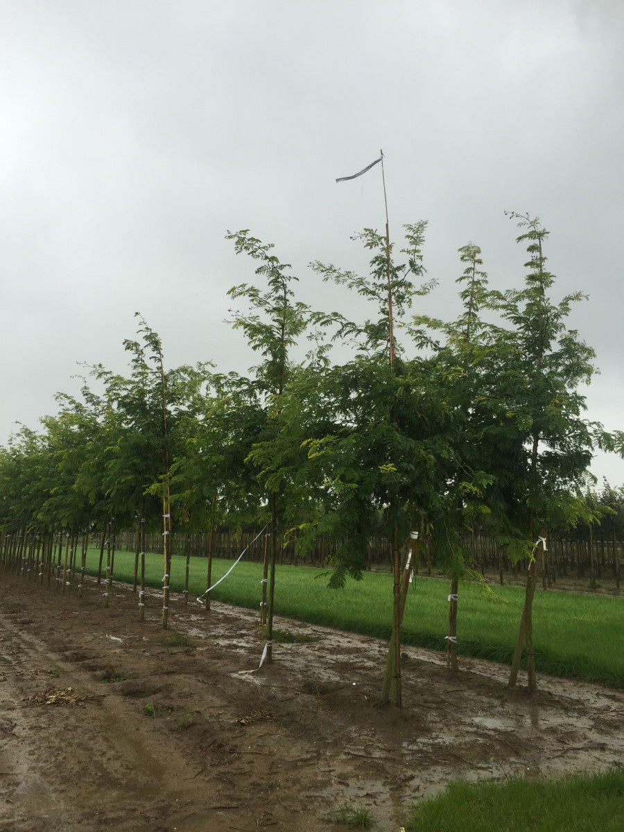 Gleditsia Sunburst , erhältlich als: Hochstamm, Alleebaum ; Pluspunkt: schnellwachsend;;günstig mit Qualität