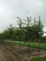 Gleditsia Sunburst , erhältlich als: Hochstamm, Alleebaum ; Pluspunkt: schnellwachsend;;günstig mit Qualität