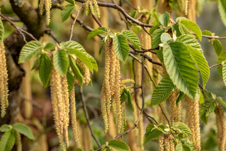 Carpinus betulus HkG 80601 mit Blüte, erhältlich von 30-50 bis 80-120 cm ;;ab 0,90 Euro