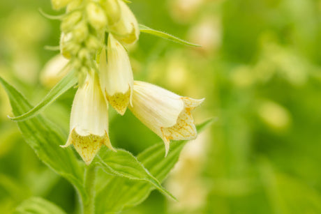 Digitalis grandiflora mit Blüte ;;ab 3,70 Euro