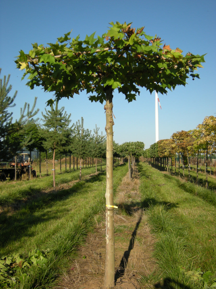 Platanus hispanica (Platane)