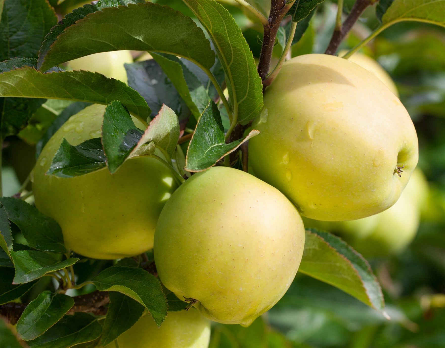 Malus 'Golden Delicious' (Apfel 'Golden Delicious' mittel)