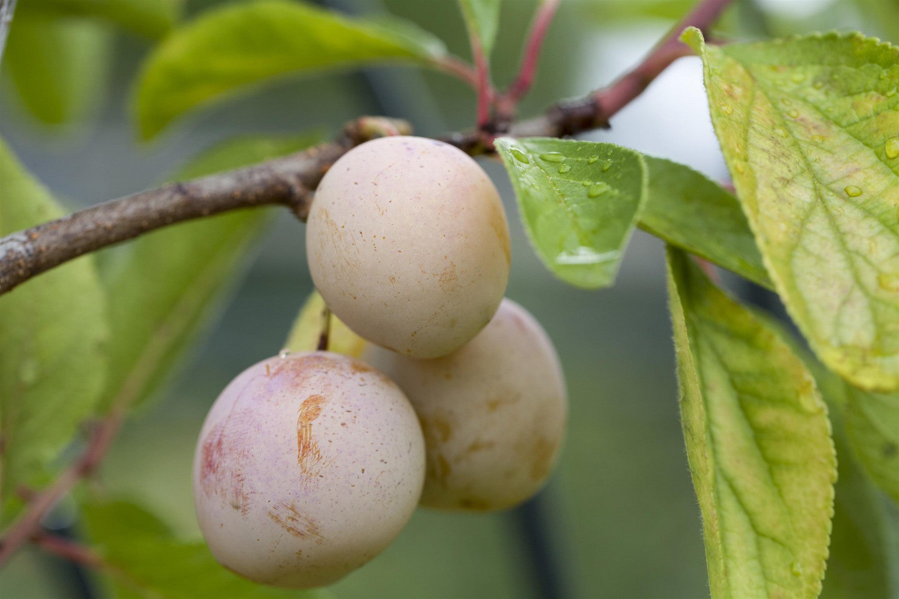 Prunus syr. 'Bellamira' (Mirabelle 'Bellamira' -S-)