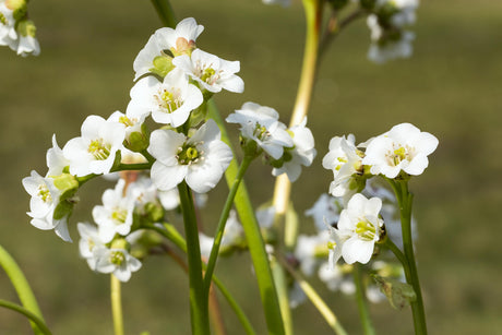 Bergenia cordifolia 'Bressingham White' mit Blüte ;;ab 6,70 Euro