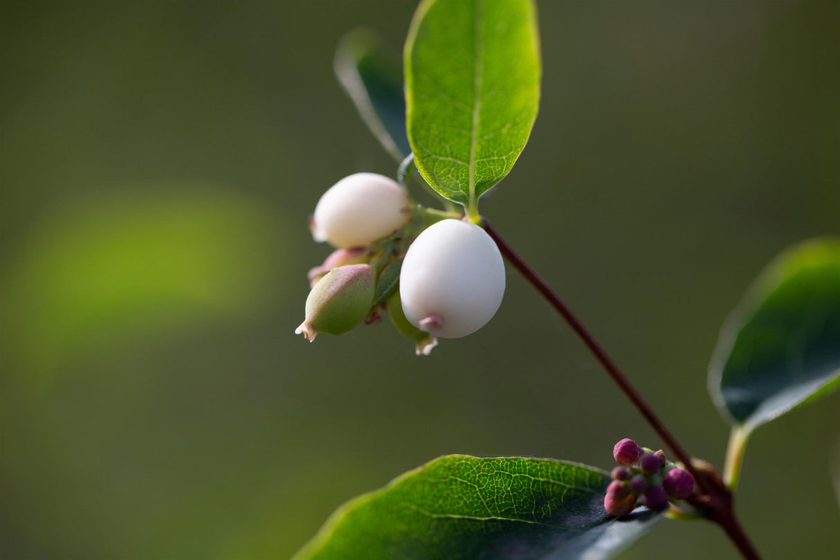 Roter Schneebeeren-Strauch mit Früchten ; Einsatz: Vogelschutz ; Pluspunkt: pflegeleicht;;mit zeitnaher Lieferung