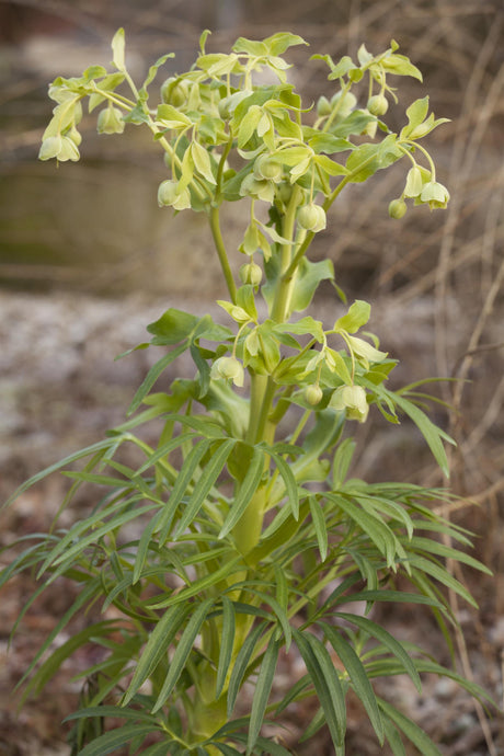 Helleborus foetidus ;;ab 6,70 Euro