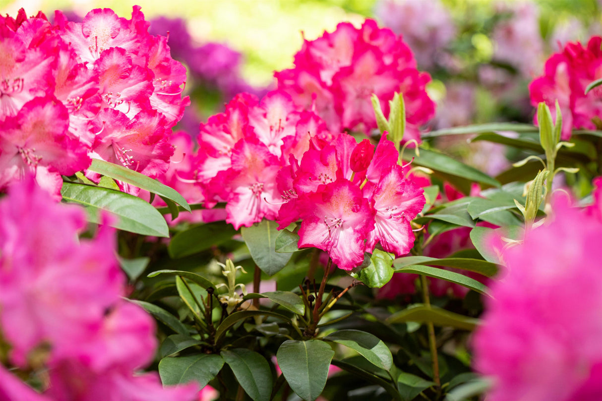 Rhododendron Hybr. 'Sternzauber' mit Blüte, erhältlich von 40-50 bis 50-60 cm ;;ab 41,60 Euro