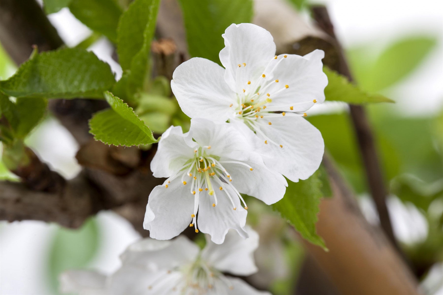 Prunus avium (Vogelkirsche)