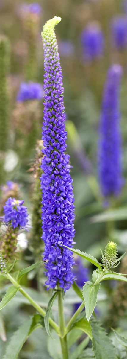 Veronica longifolia, blau mit Blüte ;;ab 3,50 Euro