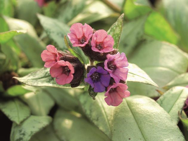 Pulmonaria x cult. 'Silver Bouquet' (Garten-Lungenkraut)