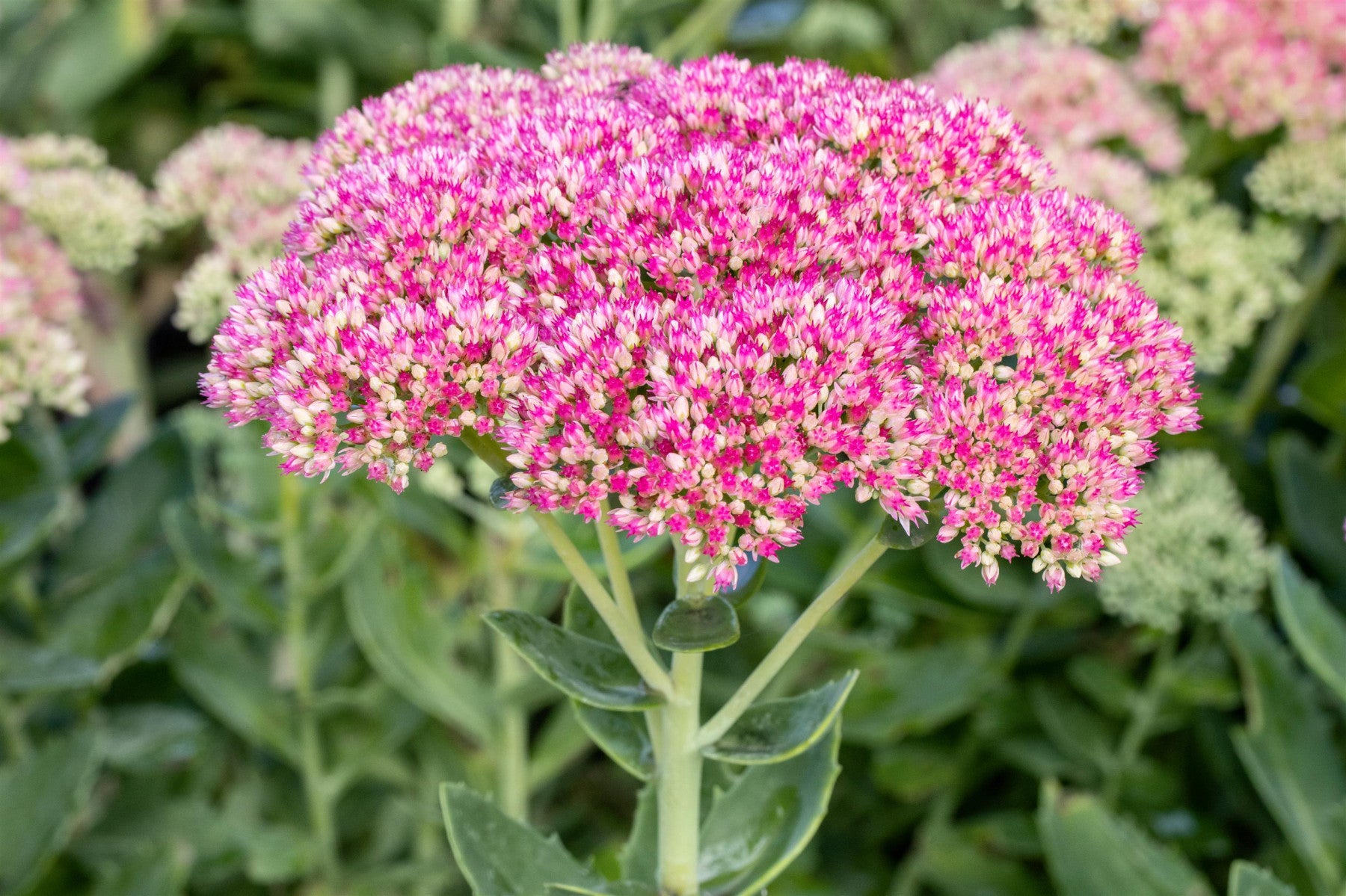 Sedum spectabile (Ansehnliches Fettblatt)