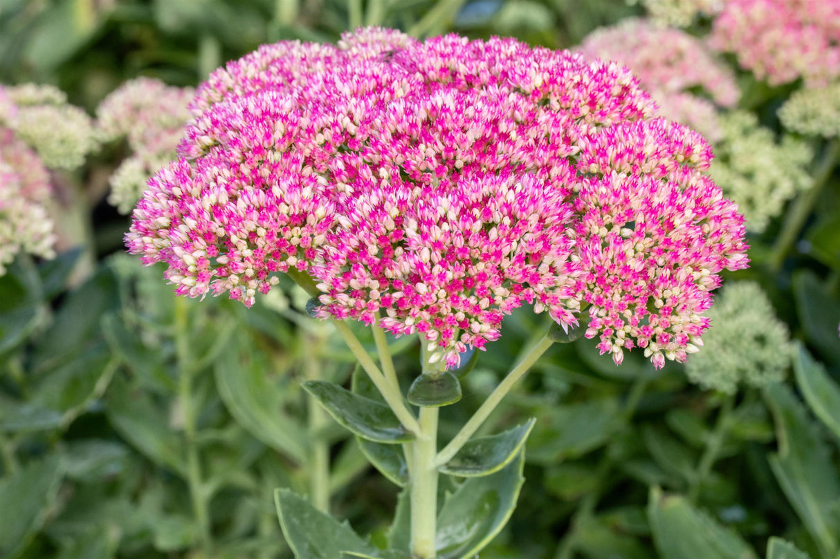 Sedum spectabile mit Blüte ;;ab 4,15 Euro