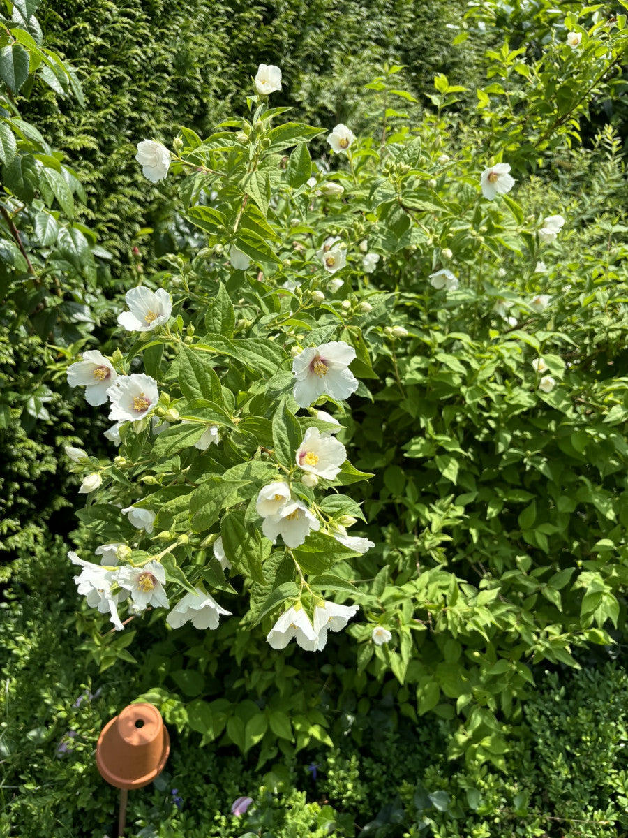 Philadelphus 'Dame Blanche' als Pflanze im Beet, erhältlich von 40-60 bis 150-175 cm ;;ab 15,20 Euro