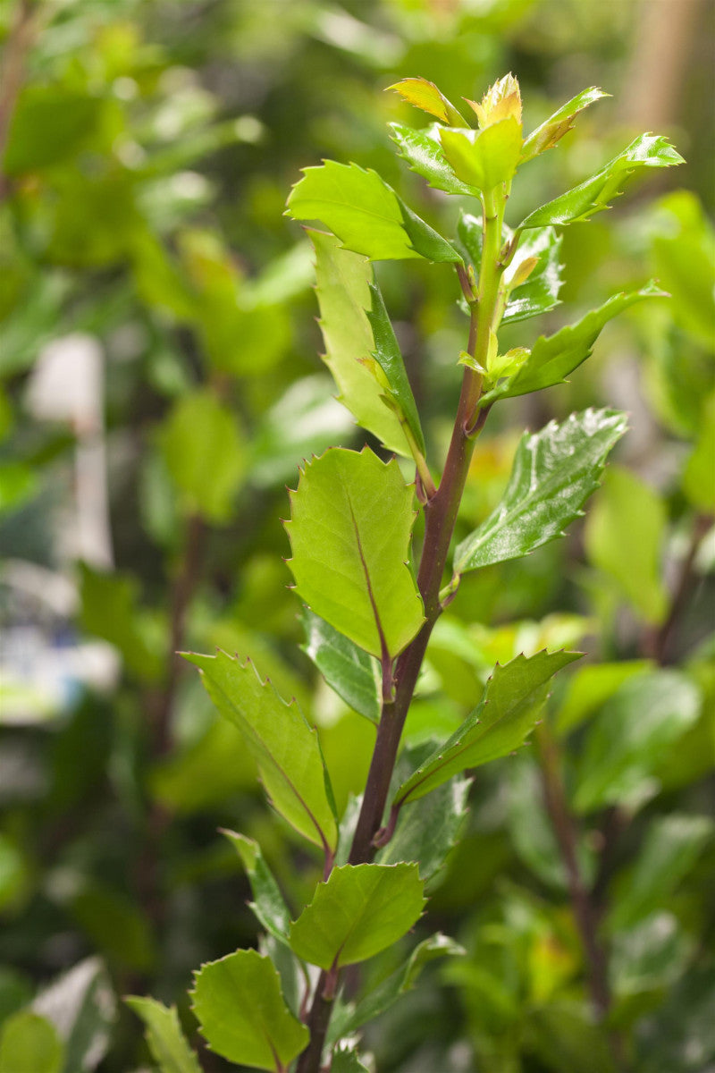 Ilex meserveae 'Blue Prince' mit Belaubung, erhältlich von 40-50 bis 100-125 cm ;;ab 28,80 Euro