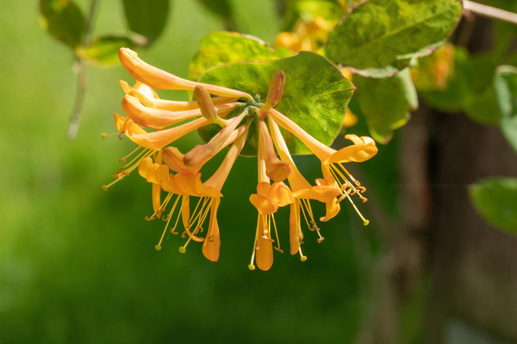 Lonicera tellmanniana (Gold-Geißschlinge)