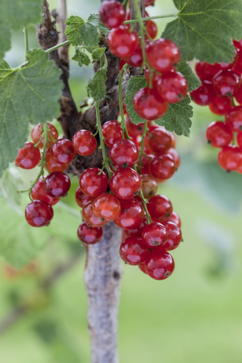 Ribes rubrum 'Gerouge 2' (Johannisbeere 'Gerouge 2' -R-)