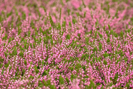 Calluna vulgaris 'Red Favorit' ;;ab 2,31 Euro