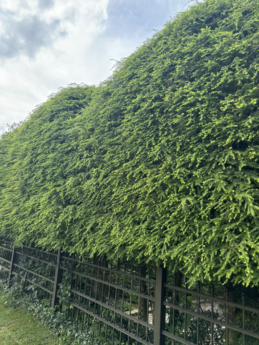 Tsuga canadensis (Kanadische Hemlocktanne)