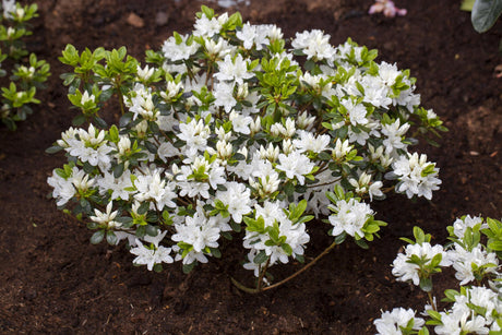 Rhododendron obt. 'Kermesina Alba' mit Blüte, erhältlich von 20-25 bis 40-50 cm ;;ab 15,90 Euro