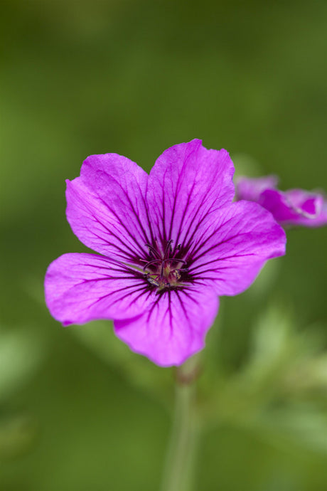 Geranium psilostemon 'Patricia' mit Blüte ;;ab 7,90 Euro