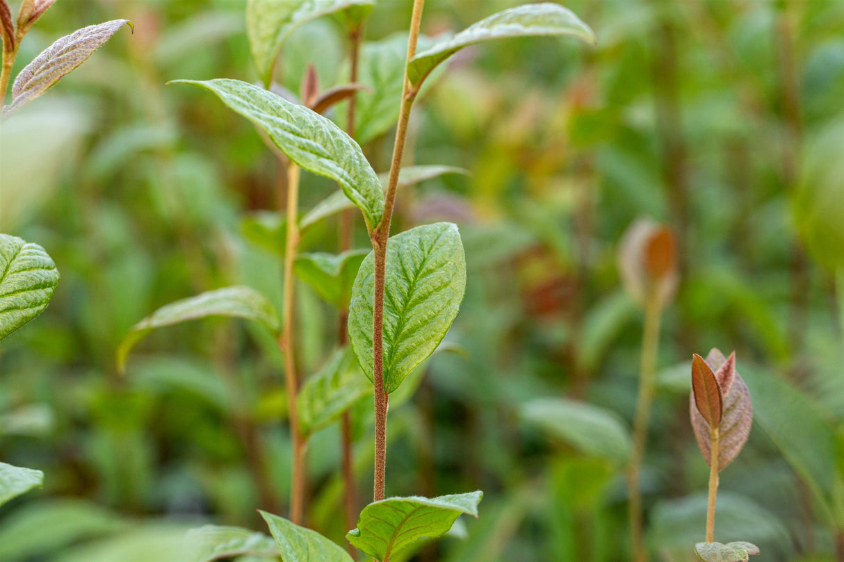 Cotoneaster bullatus , erhältlich von 60-100 bis 200-250 cm ;;ab 13,00 Euro