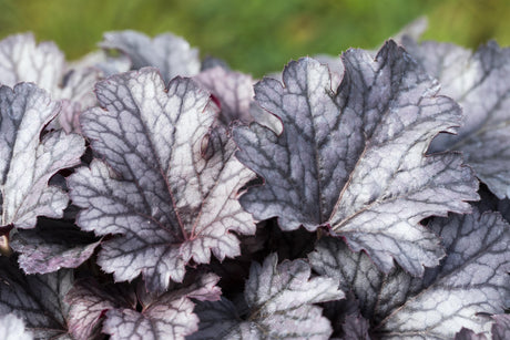 Heuchera micrantha 'Plum Pudding' ;;ab 6,55 Euro