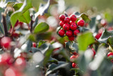 Ilex meserveae 'Blue Angel' mit Früchten, erhältlich als: Solitär ; Einsatz: Heckenpflanze ; Pluspunkt: dekoratives Laub;;günstig mit Qualität